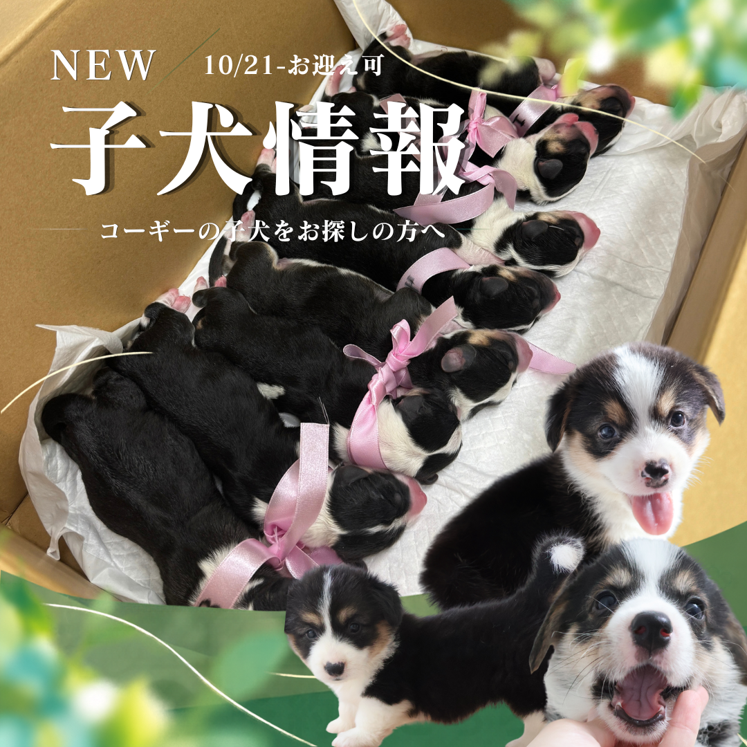 子犬情報