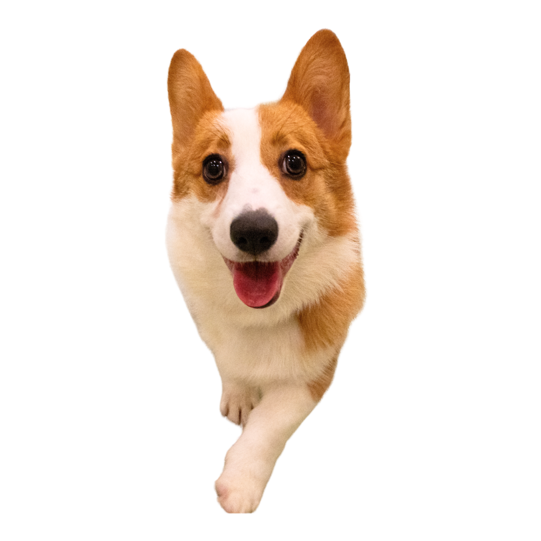 メンバー紹介ミルク